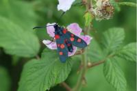 Zygaena ephialtes