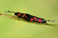 Zygaena lonicerae