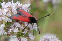Zygaena erythrus actae