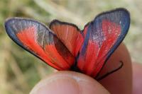 Zygaena erythrus actae