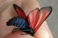Zygaena erythrus actae