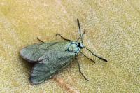 Adscita geryon