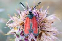 Zygaena erythrus actae