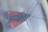 Zygaena filipendulae