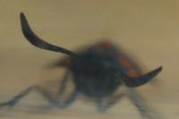 Zygaena filipendulae