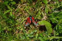 Zygaena loti