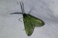 Jordanita globulariae