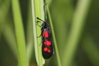 Zygaena filipendulae