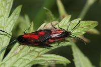 Zygaena romeo
