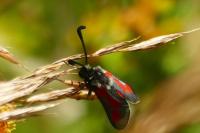 Zygaena sarpedon