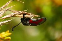 Zygaena sarpedon