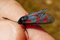 Zygaena filipendulae