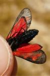 Zygaena filipendulae