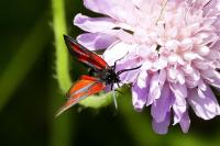 Zygaena romeo
