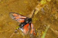 Zygaena romeo
