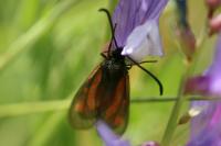 Zygaena nevadensis