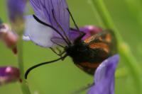 Zygaena nevadensis