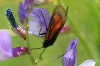 Zygaena nevadensis