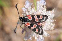 Zygaena occitanica