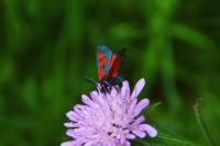 Zygaena trifolii