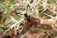 Zygaena sarpedon