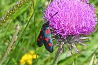 Zygaena lonicerae