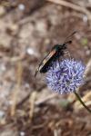 Zygaena filipendulae