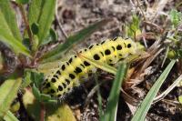 Zygaena filipendulae