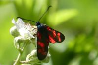 Zygaena filipendulae