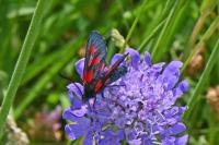 Zygaena lonicerae