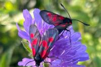 Zygaena viciae viciae