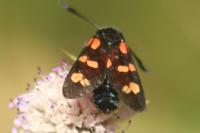Zygaena filipendulae
