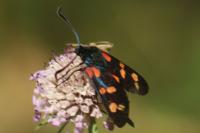 Zygaena filipendulae