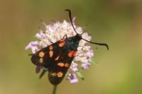 Zygaena filipendulae