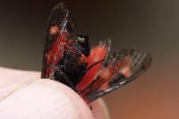 Zygaena ephialtes