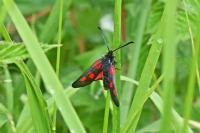 Zygaena lonicerae