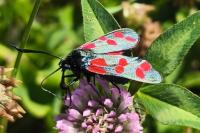 Zygaena filipendulae