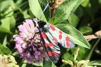Zygaena filipendulae