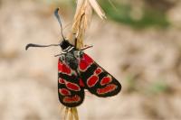 Zygaena carniolica