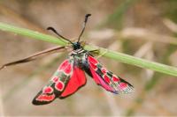Zygaena carniolica