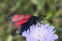 Zygaena filipendulae