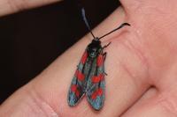 Zygaena filipendulae