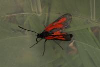 Zygaena osterodensis