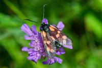 Zygaena filipendulae