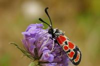 Zygaena carniolica