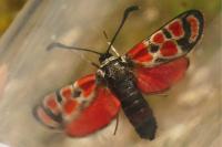 Zygaena carniolica