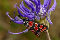 Zygaena carniolica