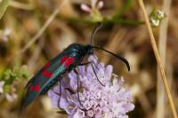 Zygaena filipendulae