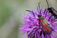 Zygaena filipendulae