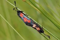 Zygaena trifolii
